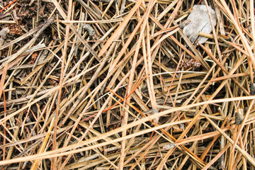 18 Twig Forest Background