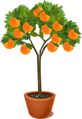 Orange tree in pot
