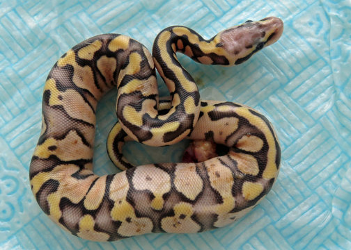  A newly hatched royal python  

