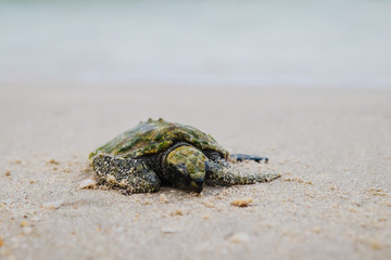Sea turtles on the beach heading for the sea.