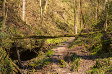 Naklejka premium Wald im Frühjahr