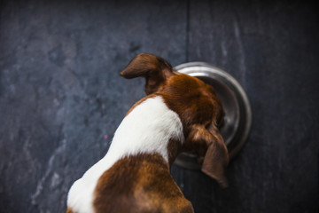 food for dogs in the plate