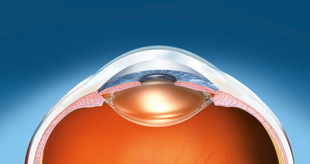 Human eye anatomy, medical illustration 3D