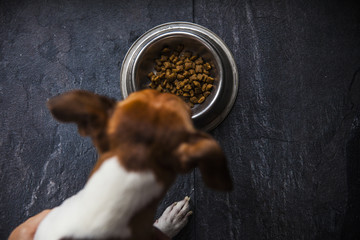 food for dogs in the plate
