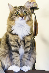 female cat of siberian breed in the house on a shelf; brown with white version