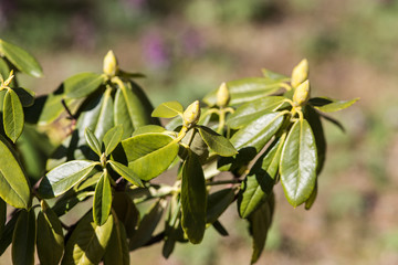 Obraz premium buds of rhododendron