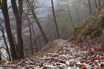 Silence in the woods