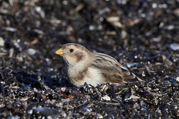 Snow bunting (Plectrophenax nivalis)