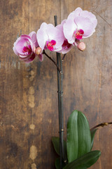 Pink streaked orchid flower (Phalaenopsis) on wooden background