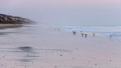 Birds on the beach