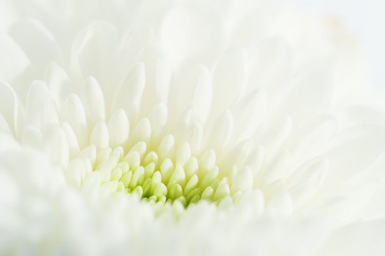 Macro image of white chrysanthemum flower. selective focus