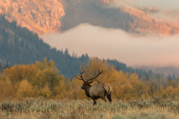 Fototapeta premium Bull Elk
