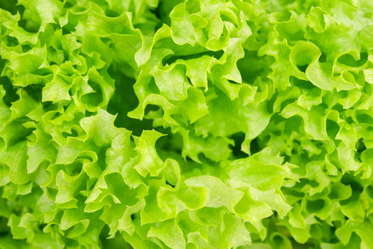 background with fresh leaf of salad  closeup