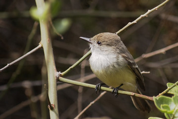 Obraz premium Galapagos flycatcher (Myiarchus magnirostris), Charles Darwin Research Station, Santa Cruz, Galapagos Islands