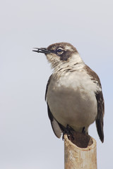 Galapagos mockingbird (Mimus parvulus), Charles Darwin Research Station, Santa Cruz, Galapagos Islan