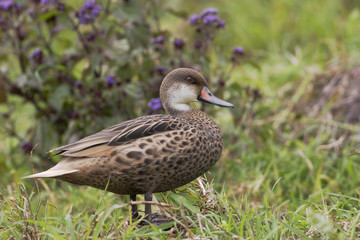 White-cheeked pintail (Anas bahamensis), Highlands, Santa Cruz, Galapagos Islands