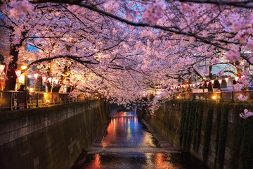 Cherry blossom lined Meguro Canal in Tokyo, Japan. Travel in japan concept.