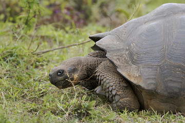 Obraz premium Galapagos giant tortoise (Chelonoidis porteri), Highlands, Santa Cruz, Galapagos Islands