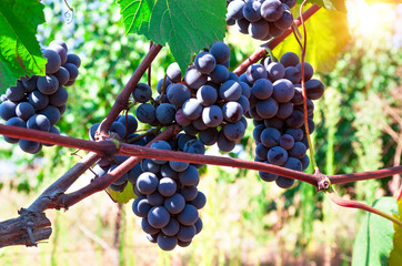 Ripe grapes ready for harvesting.