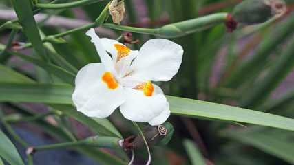 weiße Blume 