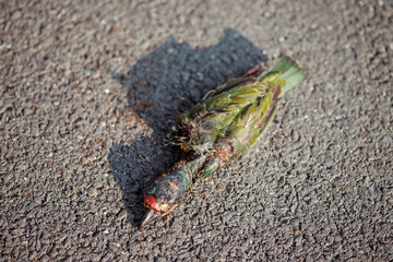 dead green bird on the ground with ant on body