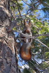 Sciurus vulgaris. Red squirrel on a Sunny day in Siberia