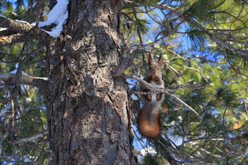 Sciurus vulgaris. Red squirrel in the forest on the Yamal Peninsula