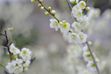 白い梅の花