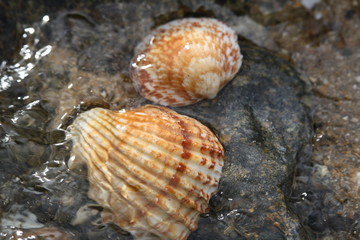 coquillage