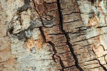 Bark