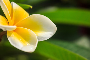 plumeria petal