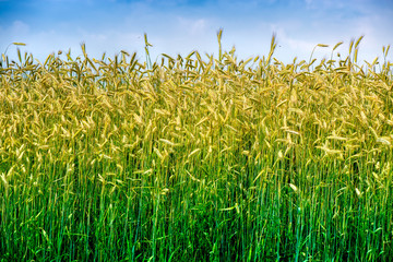 Shot of a yellow and green wheat field in a sunny summer day, around summer solstice


