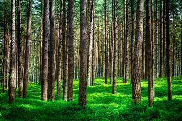 Fototapeta na wymiar Shot of a pine forest and a thick layer of a moss. The photo is taken in a forest near the Baltic sea.