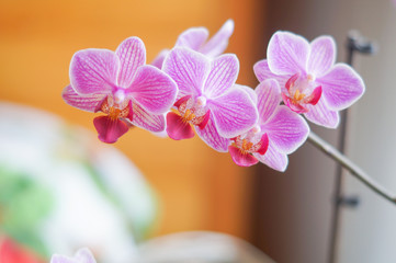 Pink orchid flower blossom
