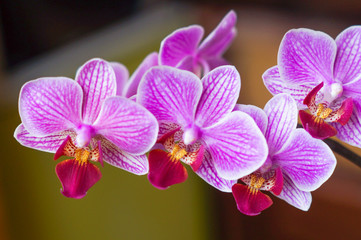 Naklejka na ściany i meble Pink orchid flower blossom