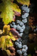 Closeup of a bunch of red wine grapes