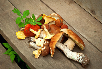Collection of various mushrooms on a wooden background