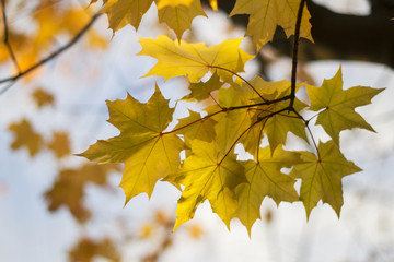 .Yellow maple leaves on the branches