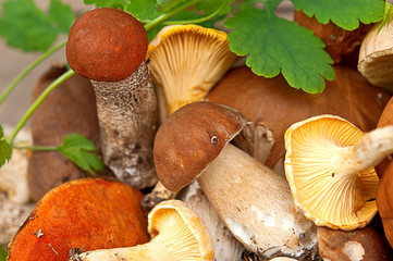 Collecting wild mushrooms