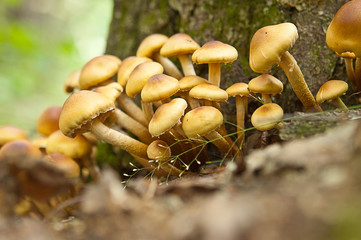 Mushrooms on a tree in the forest