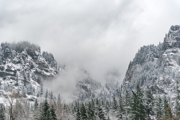 Stunning forest is on snowy rock