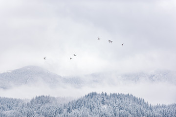 Szare stado kaczek latające nad lasem - 138600689