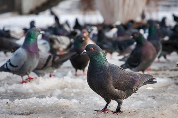 Dove posing against other pigeons