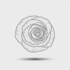 Vector flower rose. Element for design.