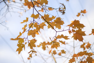 Fototapeta na wymiar Yellow maple leaves against the sky