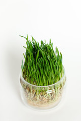 young green wheat sprouts in a glass container isolated on a white background