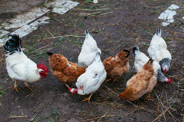 hens and rooster graze in the yard in the village, summer, natural light, a horizontal picture