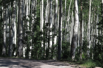 Aspen trees in summer near Aspen, Colorado