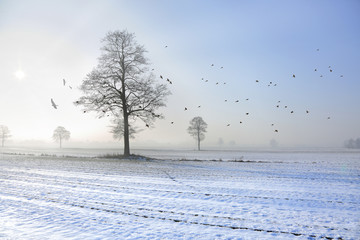 Wschód słońca nad oszronionymi polami i pokrytymi śniegiem, ptaki.