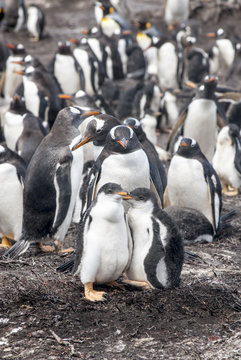 Gentoo Penguin Colony